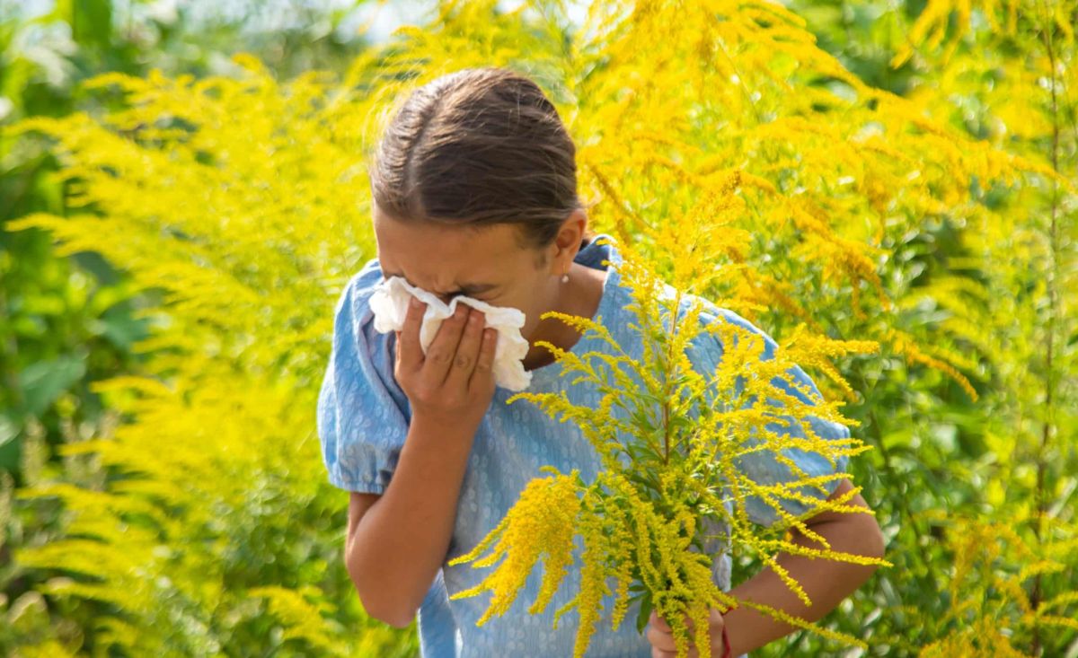 Child sneezing into a tissue among yellow flowering plants, showing hay fever symptoms that may need treatment